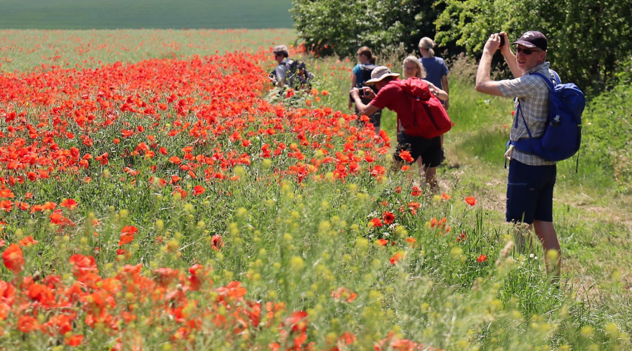 Mohn im Feld